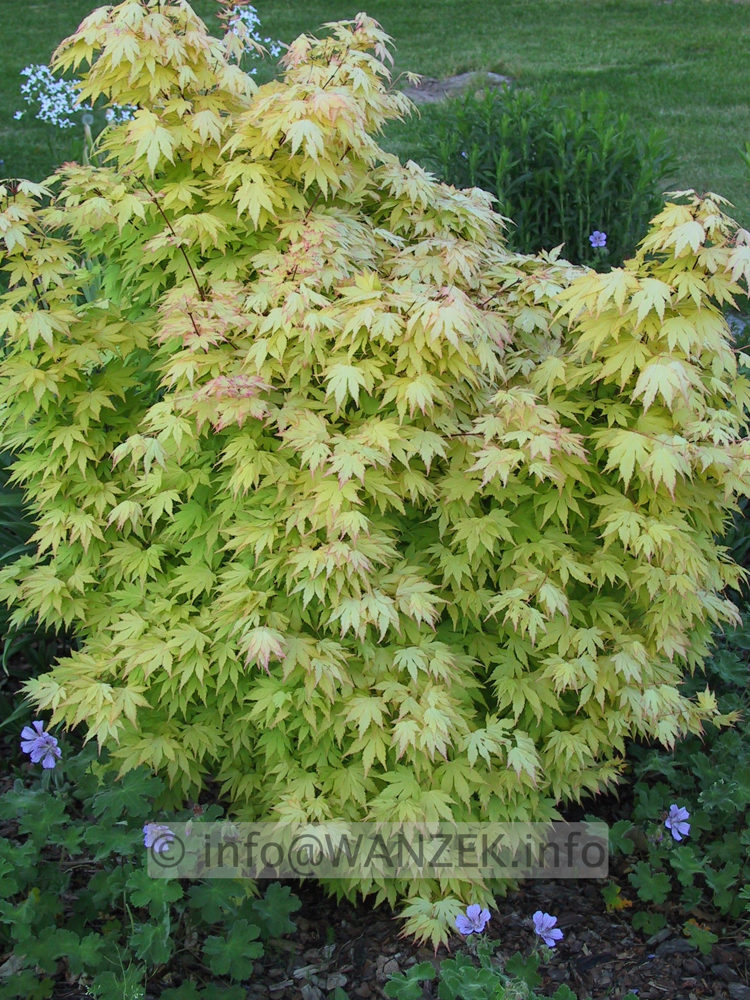 Acer palmatum Orange Dream 02.JPG